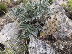 Astragalus lupulinus