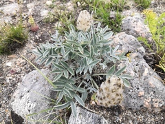 Astragalus lupulinus
