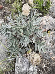 Astragalus lupulinus