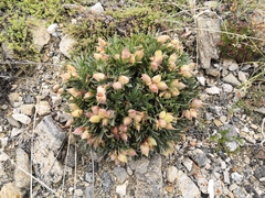 Oxytropis tragacanthoides