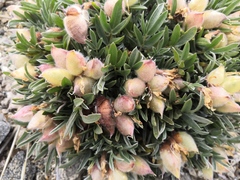 Oxytropis tragacanthoides