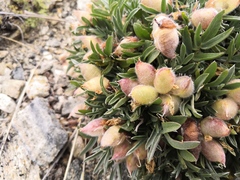 Oxytropis tragacanthoides