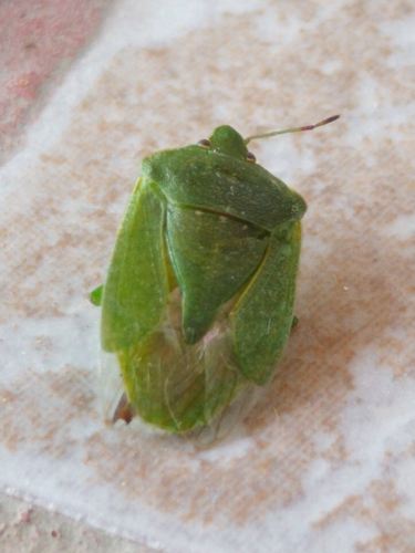 Southern Green Stink Bug
