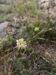 Allium stellerianum