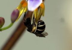 Patellapis stirlingi