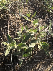 Polygonum sericeum