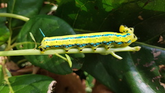 Macroglossum passalus