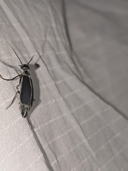 Epicauta cinerea-group