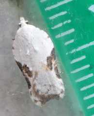Acleris subnivana