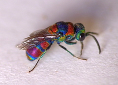 Chrysis semicincta