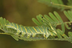 Polyura