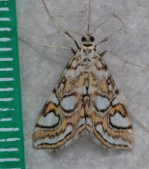 Elophila ekthlipsis