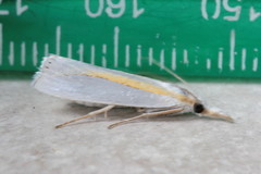 Crambus girardellus