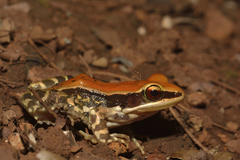 Hydrophylax bahuvistara