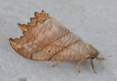 Drepana bilineata