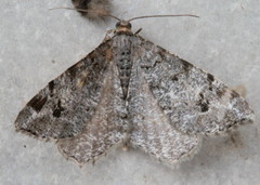 Macaria pinistrobata