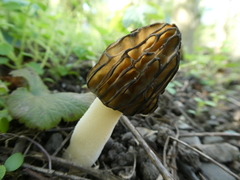 Morchella semilibera