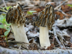 Morchella semilibera