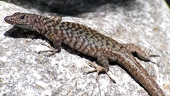 Archaeolacerta bedriagae