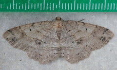 Melanolophia signataria