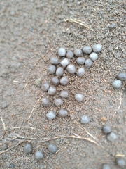 Cervus nippon taiouanus