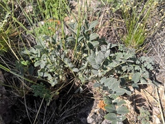 Astragalus lupulinus
