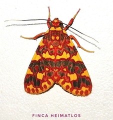 Hyponerita persimilis