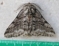 Lycia ursaria