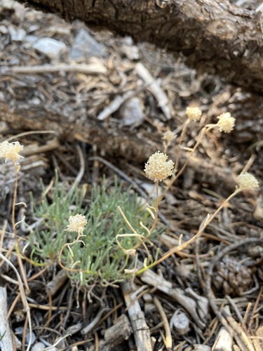 Ipomopsis congesta ssp. crebrifolia
