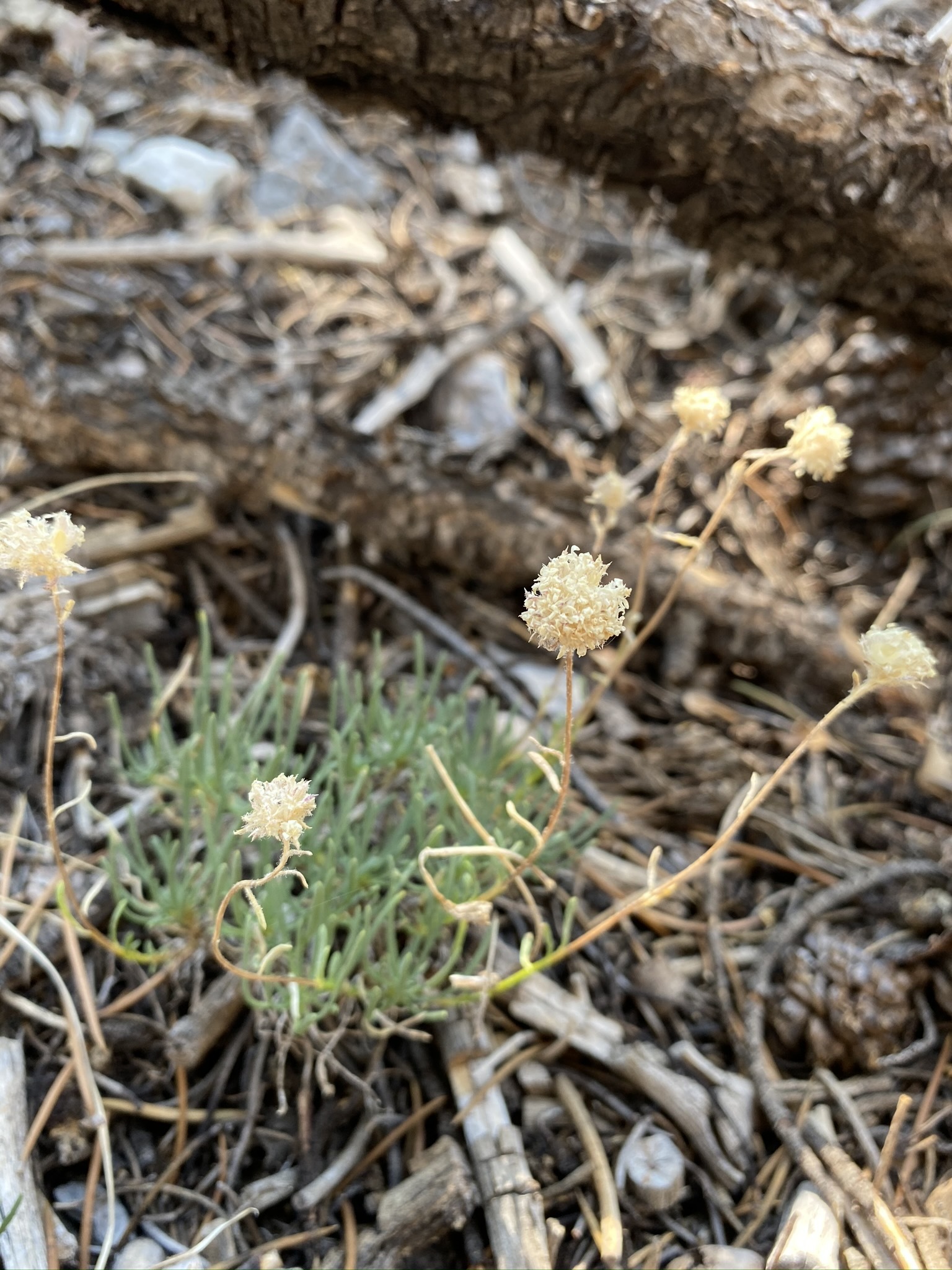 Ipomopsis congesta ssp. crebrifolia