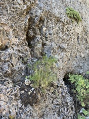 Lomatium graveolens alpinum