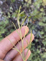 Lomatium graveolens alpinum