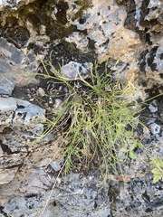 Lomatium graveolens alpinum