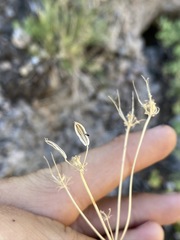 Lomatium graveolens alpinum