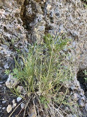 Lomatium graveolens alpinum