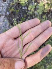 Lomatium graveolens alpinum