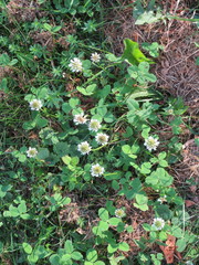 Trifolium repens