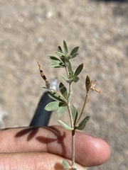 Acmispon utahensis