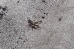 Phaulacridium vittatum