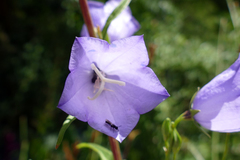 Chelostoma