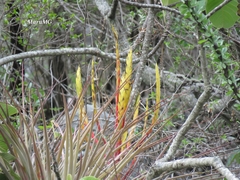 Tillandsia inopinata