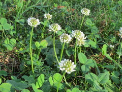 Trifolium repens