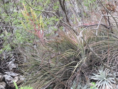 Tillandsia inopinata