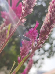 Xenorhynchium nitidulum