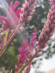 Xenorhynchium nitidulum