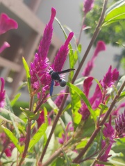 Xenorhynchium nitidulum