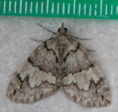 Hydriomena renunciata