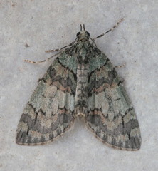 Hydriomena transfigurata
