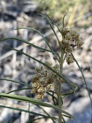 Asclepias rusbyi