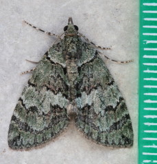 Hydriomena transfigurata